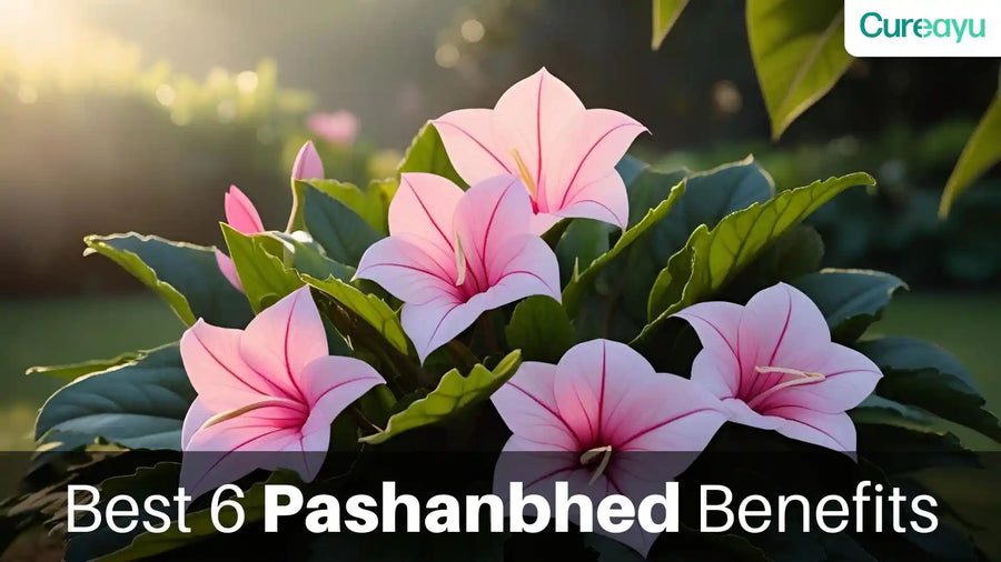 pashanbhed benefits