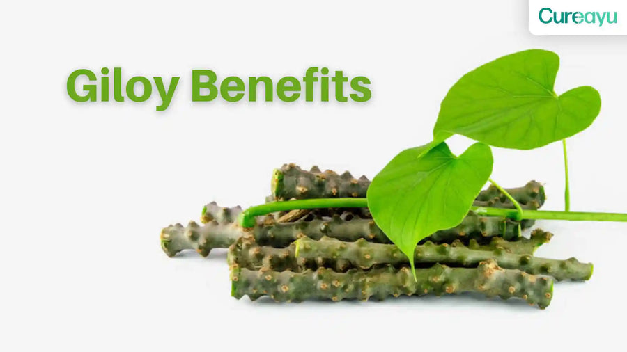 giloy benefits