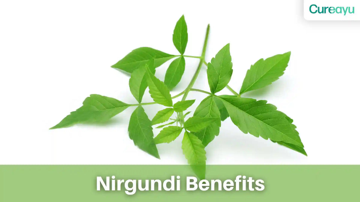 nirgundi benefits