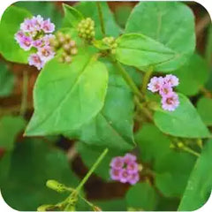 Punarnava — Ayurvedic herb