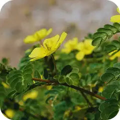 Gokshura — Ayurvedic herb
