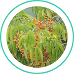 Jyotishmati — Ayurvedic herb