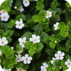Brahmi — Ayurvedic herb