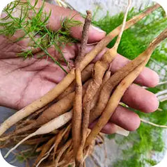 Shatavari — Ayurvedic herb