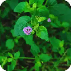 Punerva — Ayurvedic herb