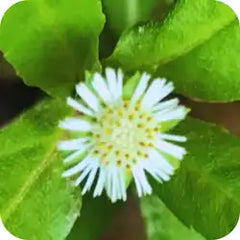 Bhringaraja — Ayurvedic herb