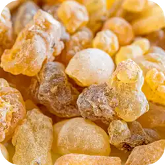 Shallaki — Ayurvedic herb