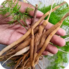 Satawar — Ayurvedic herb