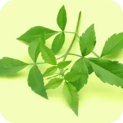 Nirgundi — Ayurvedic herb
