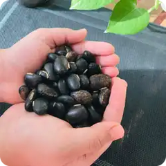 Kapi kacchu — Ayurvedic herb