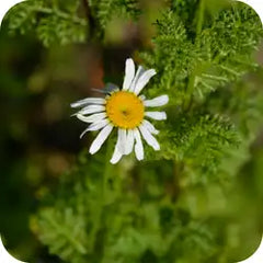 Akarkara — Ayurvedic herb