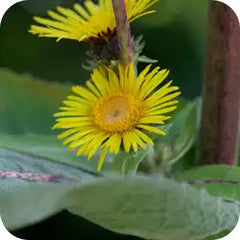 Pushkarmool — Ayurvedic herb