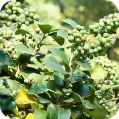 Guggul — Ayurvedic herb