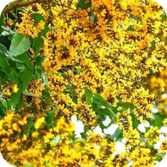 Indian Kino Tree — Ayurvedic herb