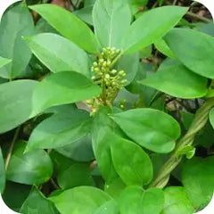 Gudmar — Ayurvedic herb