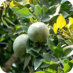 Bael — Ayurvedic herb