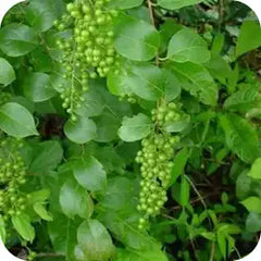 Jyotismati — Ayurvedic herb