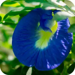 Shankhpushpi — Ayurvedic herb