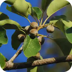 Bibhitaki — Ayurvedic herb
