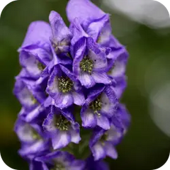 Ativisha — Ayurvedic herb