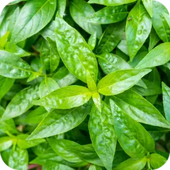 Bhunimba — Ayurvedic herb