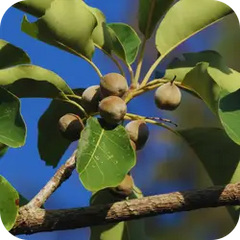 Bibhitaka — Ayurvedic herb