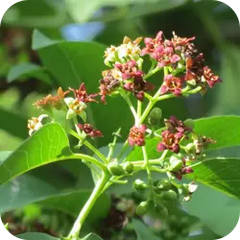 Chandana — Ayurvedic herb
