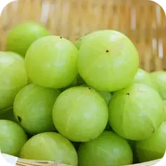 Dhatri — Ayurvedic herb