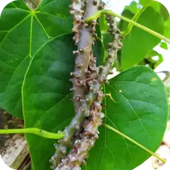 Giloe — Ayurvedic herb