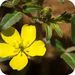Gokshura — Ayurvedic herb
