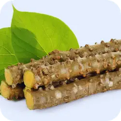 Guduchi — Ayurvedic herb