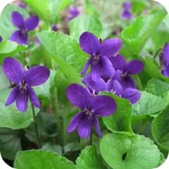Gulavanaphsa — Ayurvedic herb
