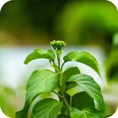 Gurmar — Ayurvedic herb