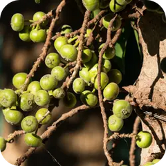 Kakodumbara — Ayurvedic herb