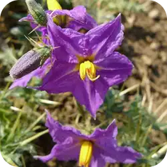 Kantakari — Ayurvedic herb