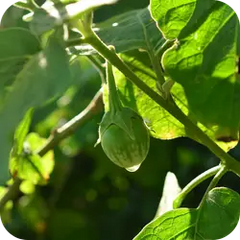Kantakari — Ayurvedic herb