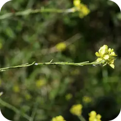 Khubakalan — Ayurvedic herb