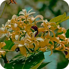 Kutaja — Ayurvedic herb