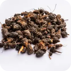 Mustaka — Ayurvedic herb