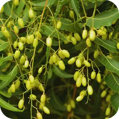Nimba — Ayurvedic herb