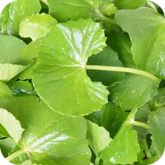 Patha — Ayurvedic herb