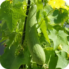 Patola — Ayurvedic herb