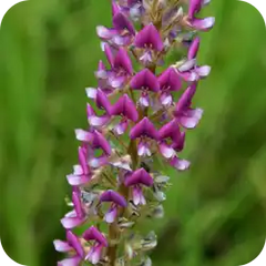 Prishniparni — Ayurvedic herb