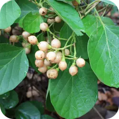 Sapistana — Ayurvedic herb