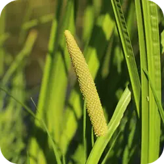 Parasika Yavani — Ayurvedic herb