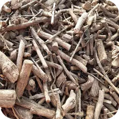 Vidharamool — Ayurvedic herb