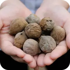 Baheda — Ayurvedic herb