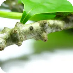 Giloy — Ayurvedic herb