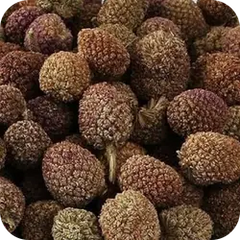 Mundi Booti — Ayurvedic herb