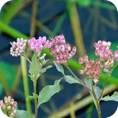 Rasna — Ayurvedic herb